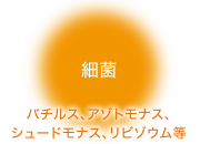 細菌