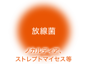 放線菌
