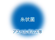 糸状菌