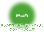 酵母菌